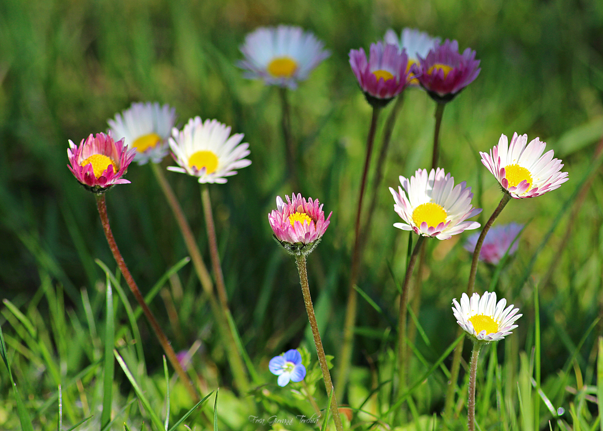 Canon EOS 1200D (EOS Rebel T5 / EOS Kiss X70 / EOS Hi) sample photo. Life is made of colours... photography