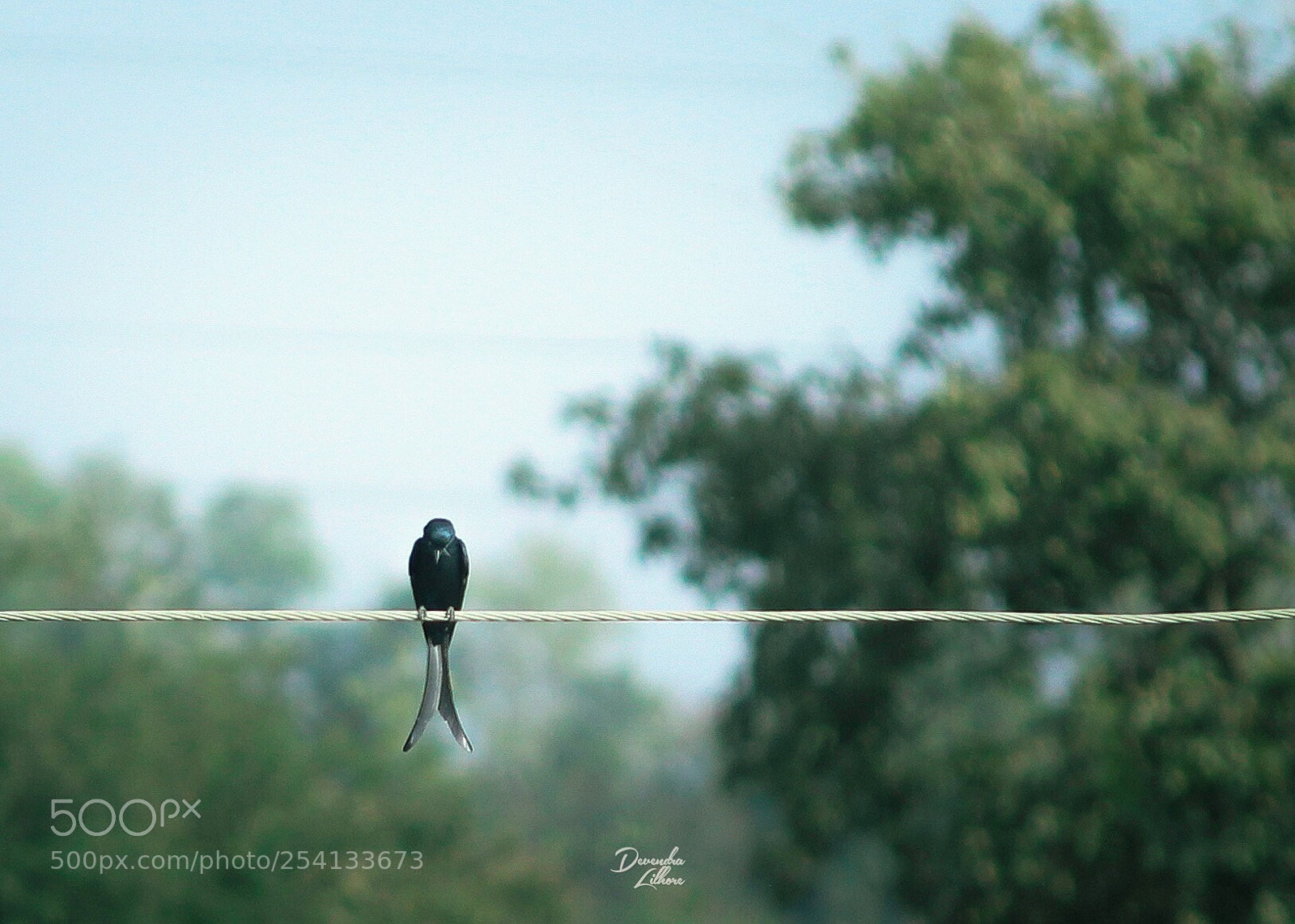 Canon EOS 1200D (EOS Rebel T5 / EOS Kiss X70 / EOS Hi) sample photo. Blue drongo  photography