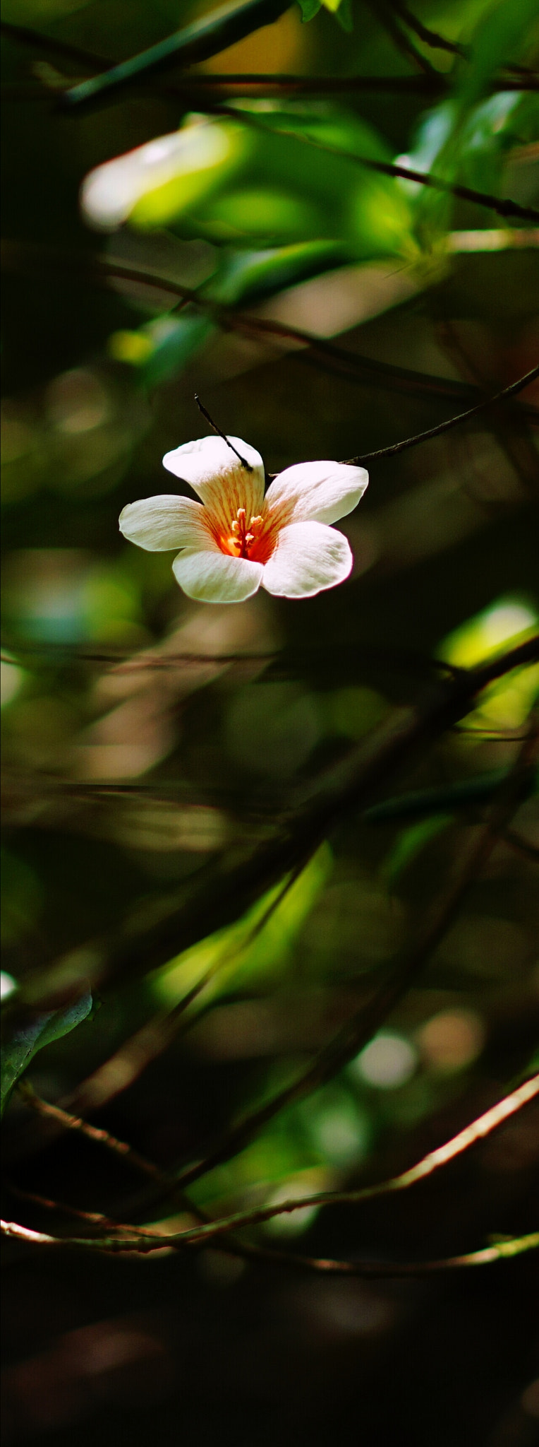 Sony a7R II + Sony Sonnar T* FE 55mm F1.8 ZA sample photo