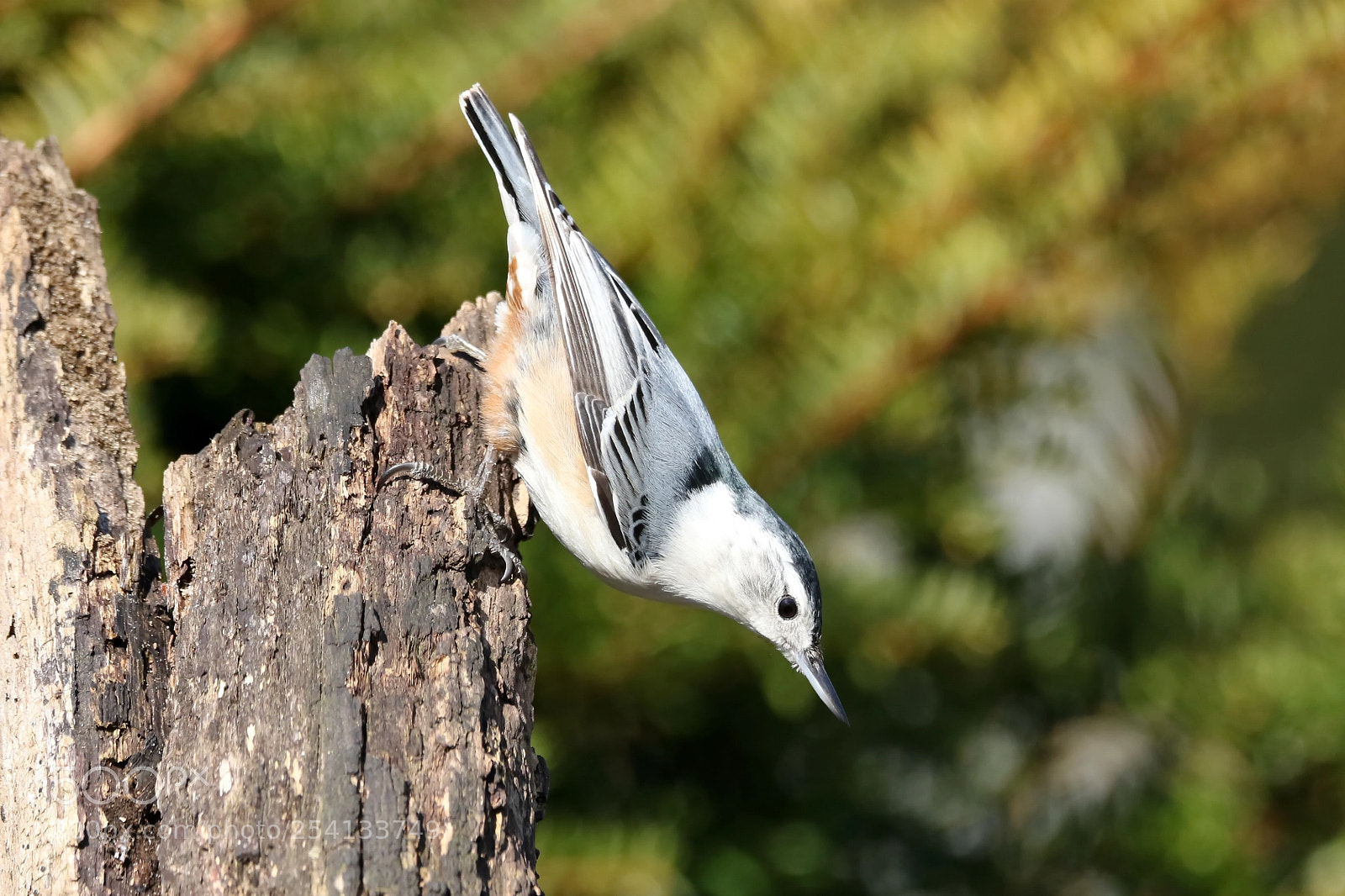 Canon EOS 7D Mark II sample photo. Nuthatch photography