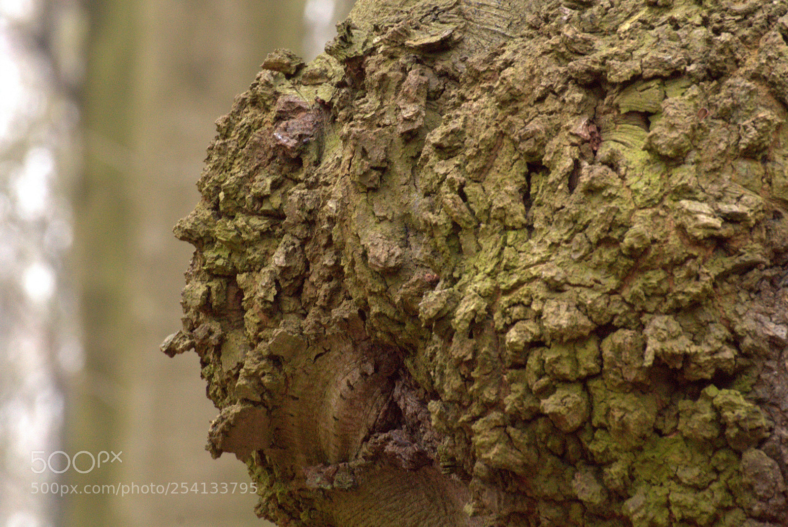 Sony SLT-A58 sample photo. The tree photography
