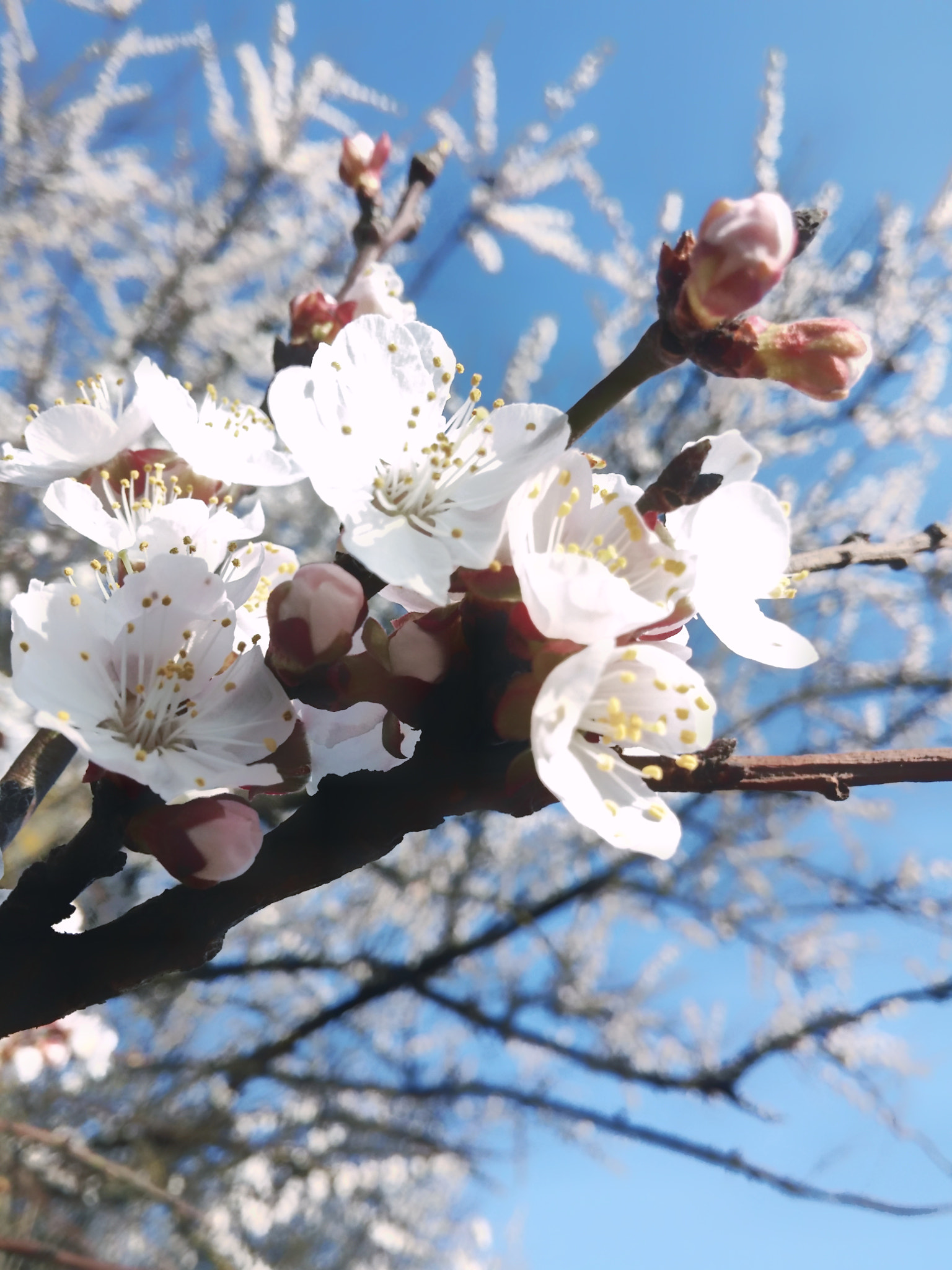 LG G2 sample photo. Img_20180418_081506-01.jpeg photography