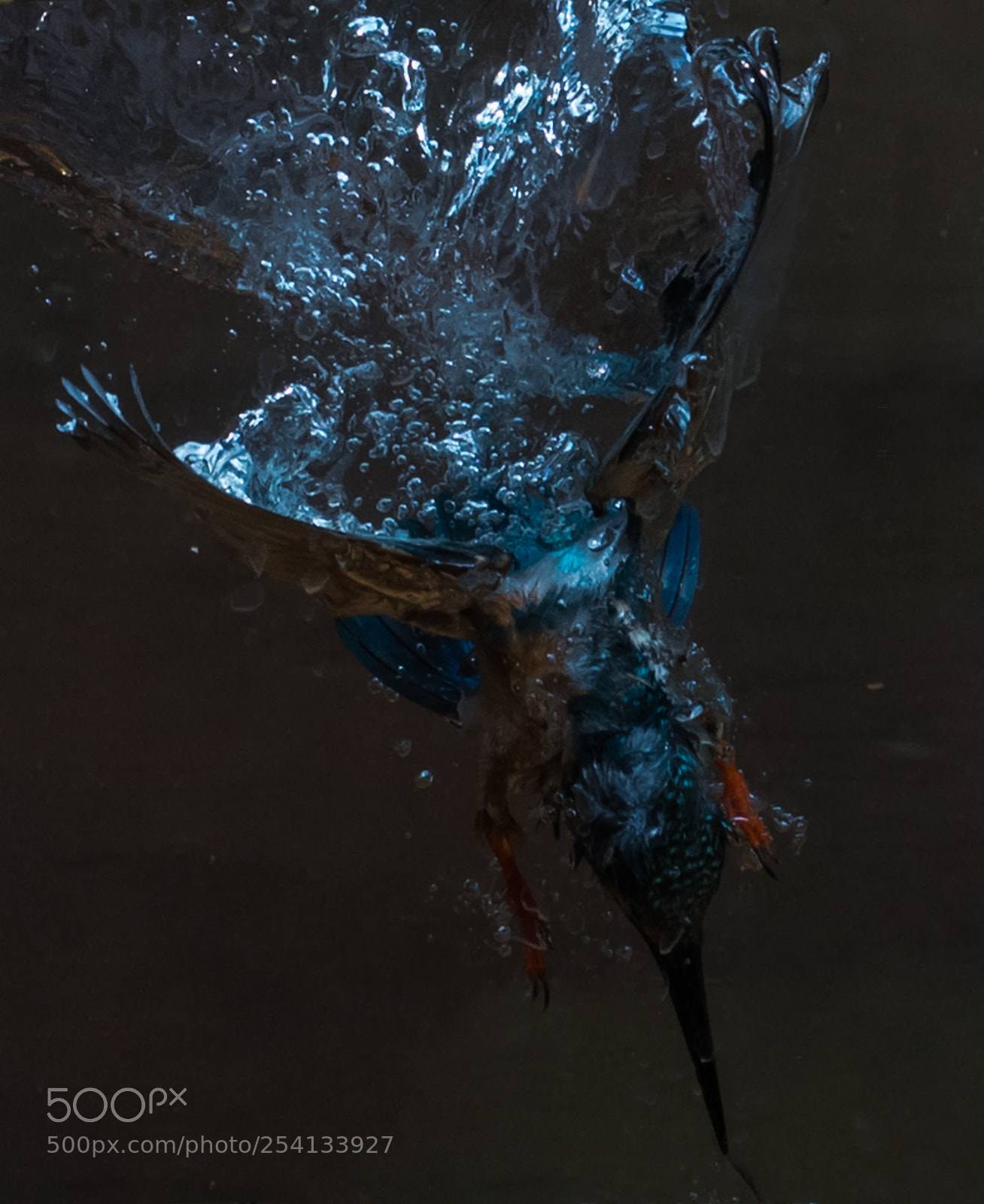 Sony a9 sample photo. 水中飞鸟 photography