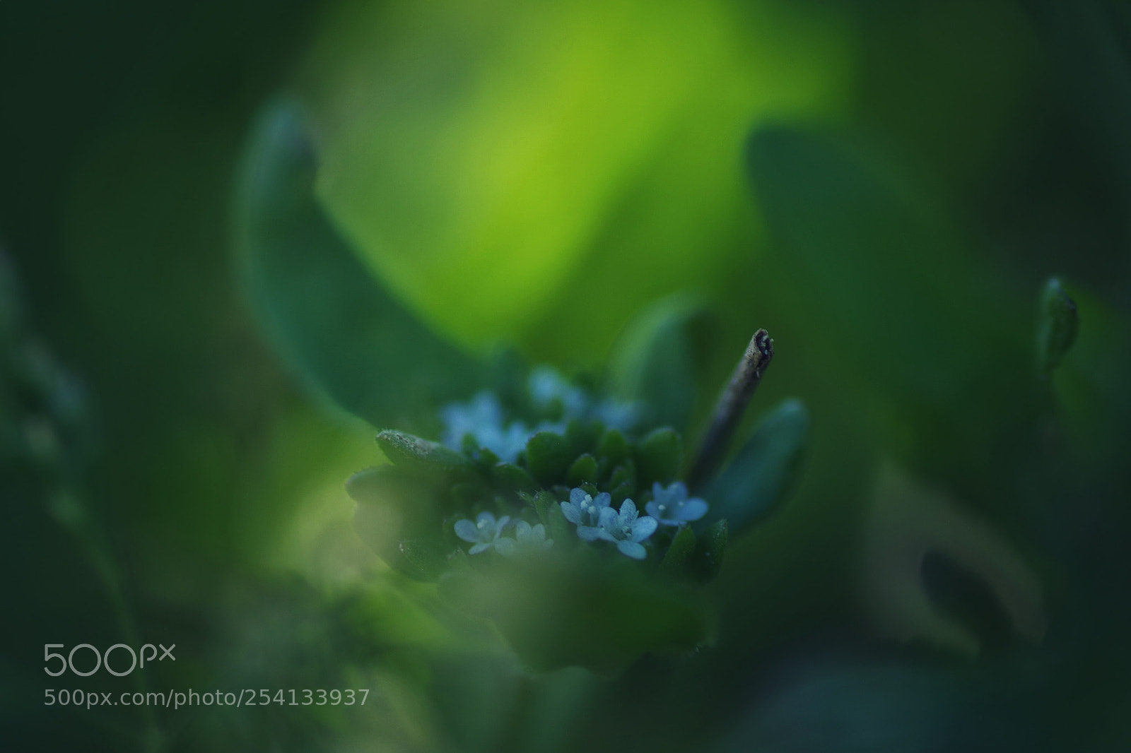 Pentax K-S2 sample photo. Lillipuciennes photography