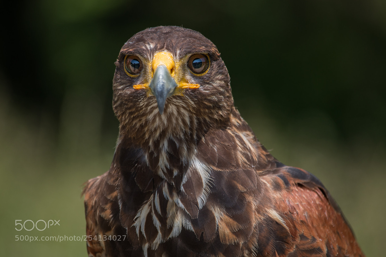 Canon EOS 70D sample photo. Steppe eagle photography