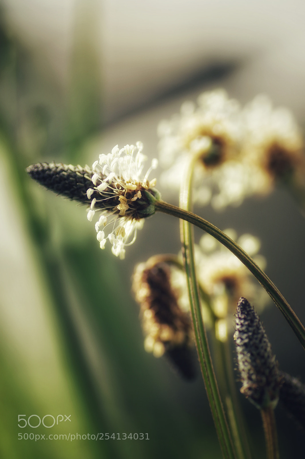 Pentax K-S2 sample photo. Cheveux au vent photography