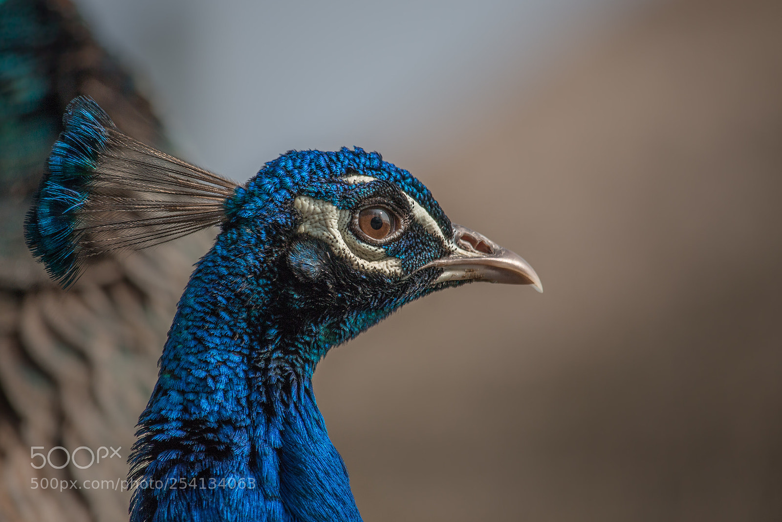 Canon EOS 70D sample photo. Alert peacock photography