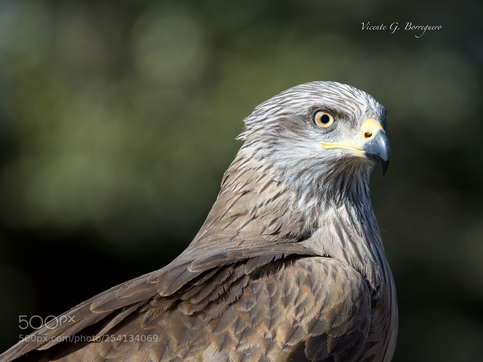 Nikon D7200 sample photo. Milvus migrans photography