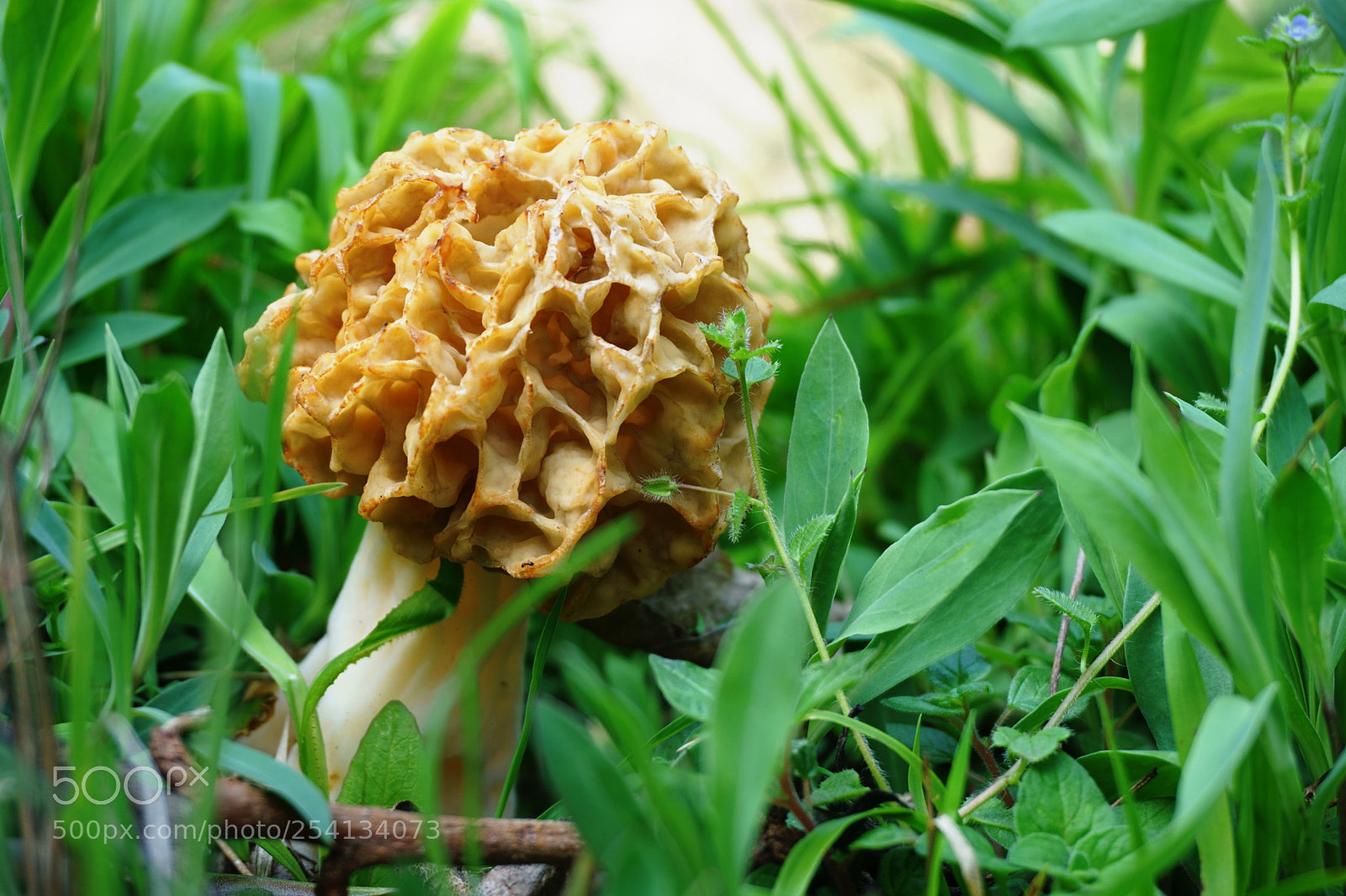Sony a6000 sample photo. A strange mushroom photography