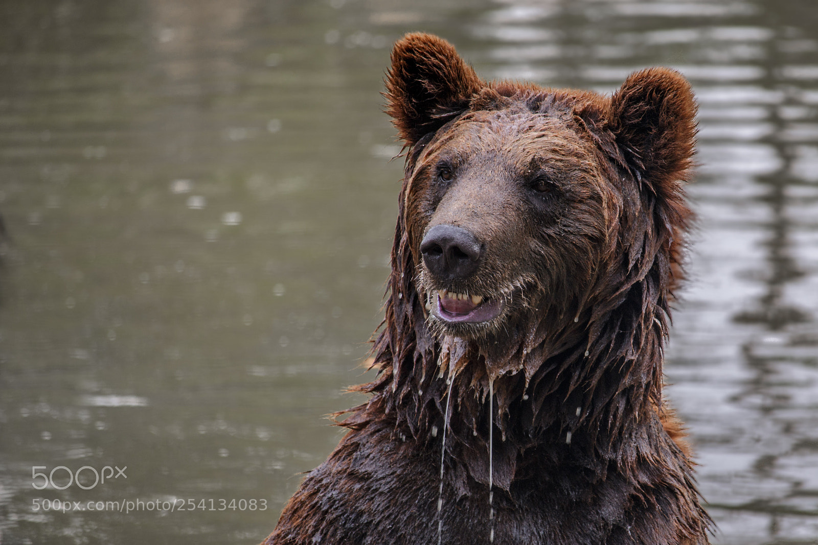 Canon EOS 70D sample photo. Swimming brown bear photography