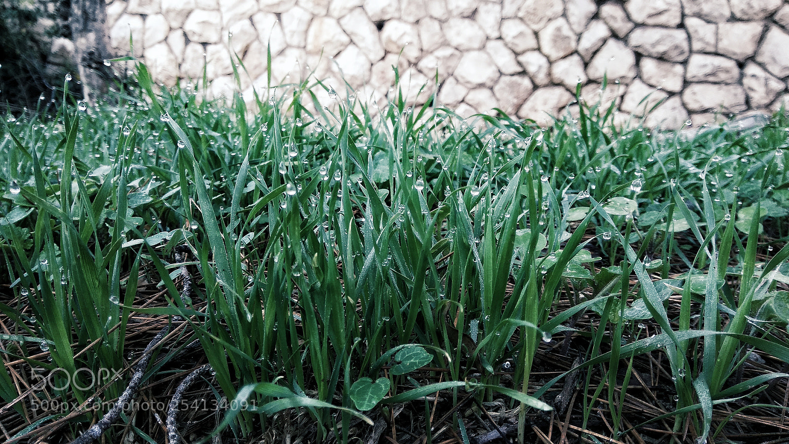 Xiaomi Redmi Note 4 sample photo. Untitled photography