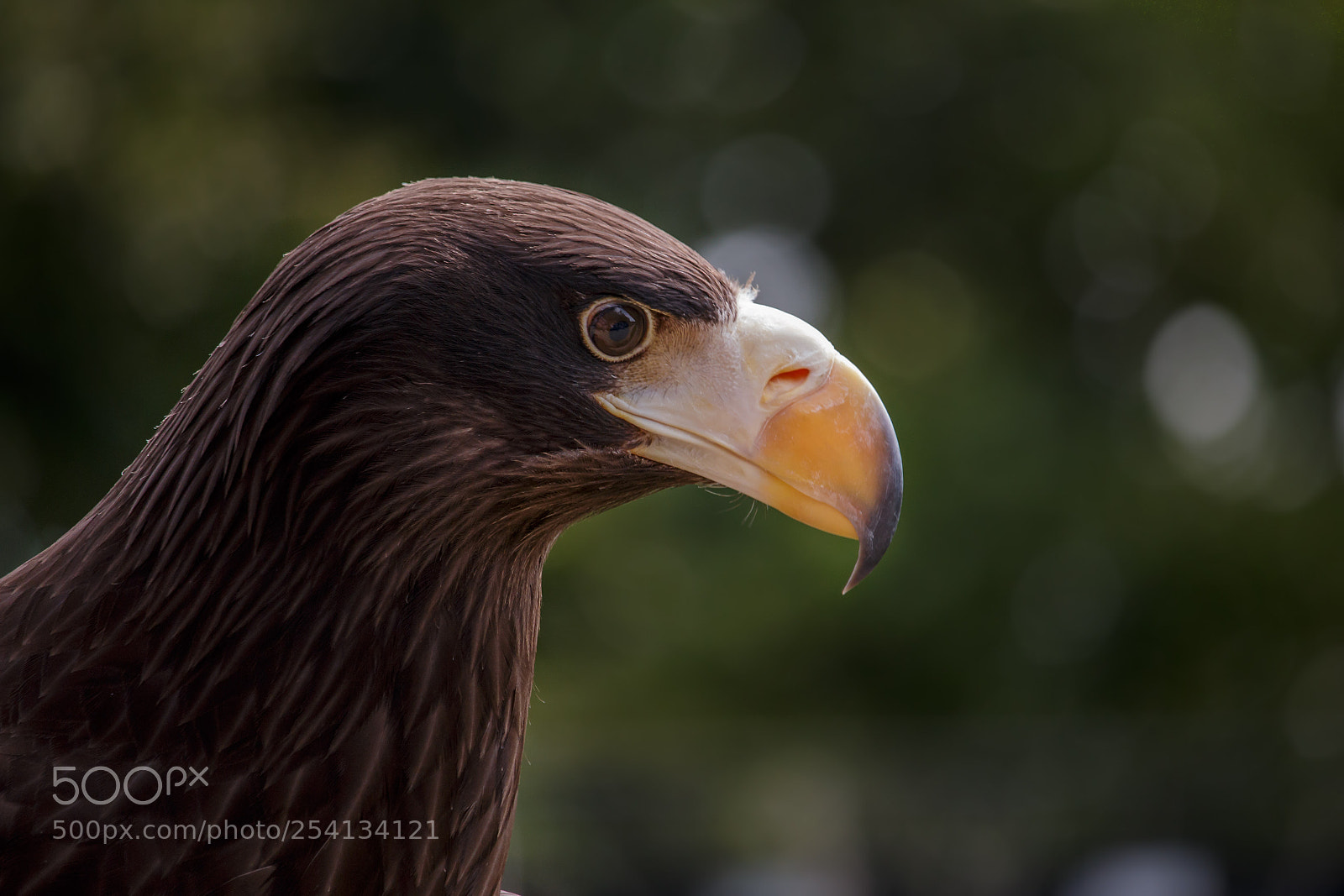 Canon EOS 70D sample photo. Young steller's sea eagle photography
