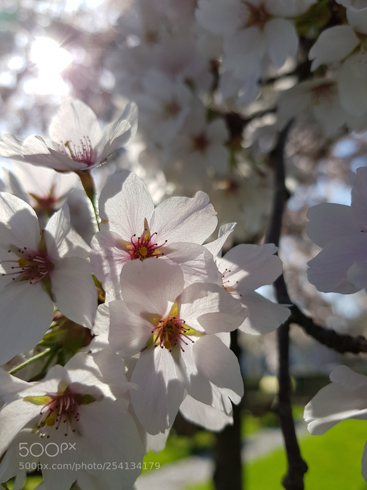 Samsung Galaxy S8 sample photo. Hello spring photography