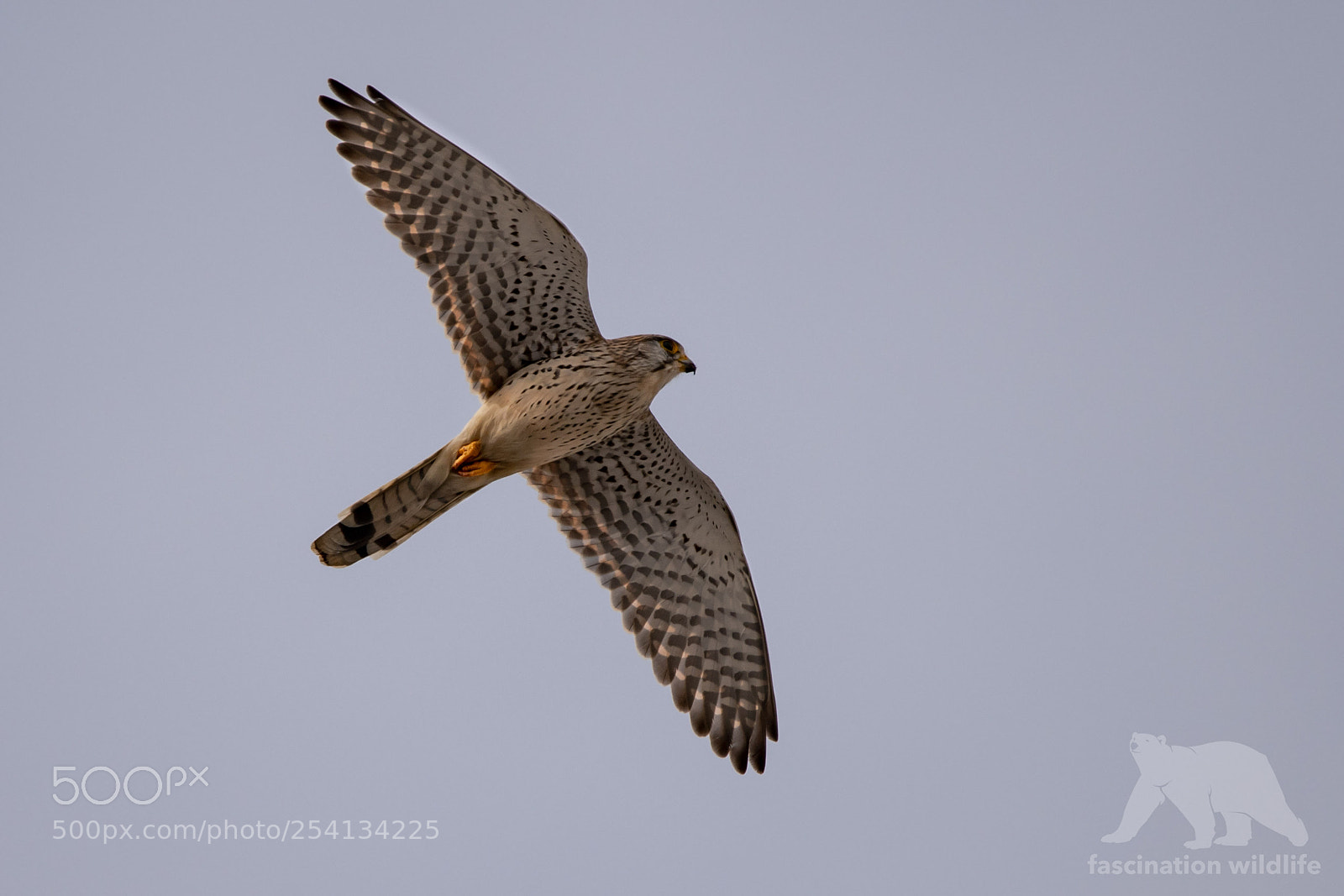 Nikon D850 sample photo. European kestrel photography