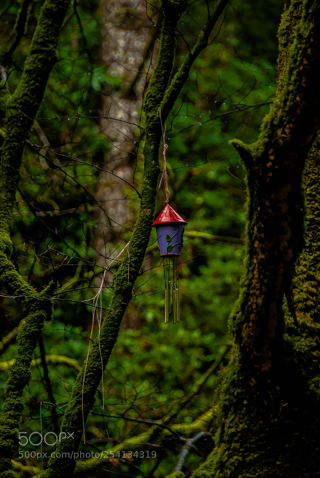 Nikon D60 sample photo. A bird house in photography