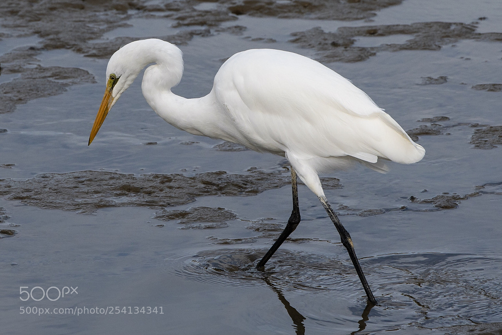 Nikon D500 sample photo. White heron kotuku ardea photography