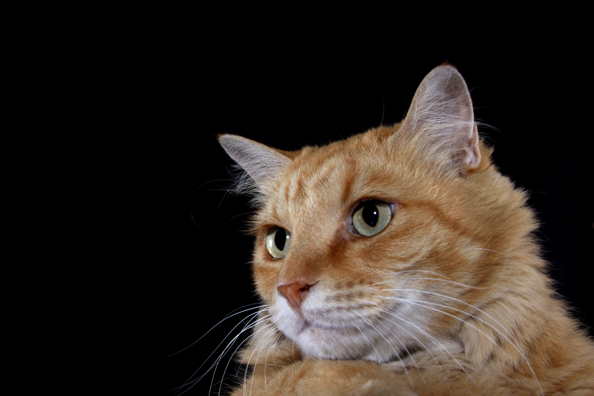 Canon EF 28-135mm F3.5-5.6 IS USM sample photo. Gucci photography