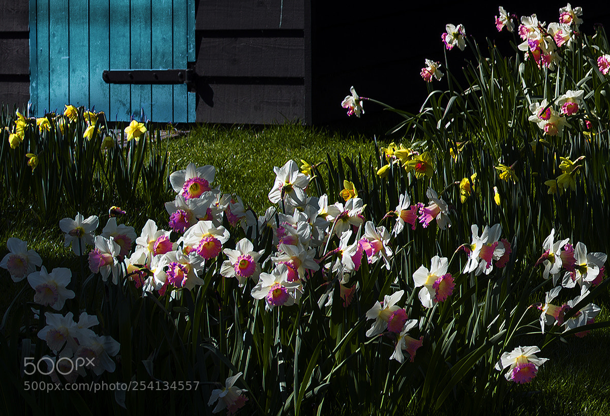 Nikon D610 sample photo. Garden photography
