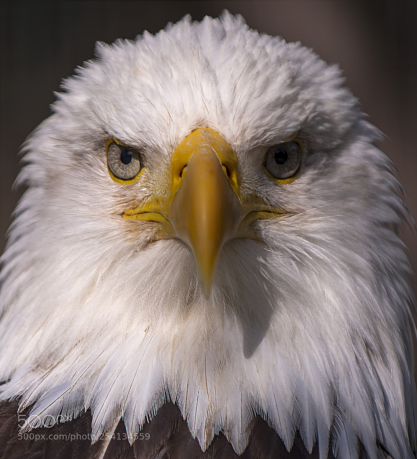 Nikon D800 sample photo. Bald eagle photography