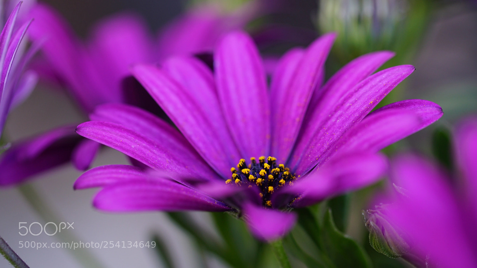 Sony a6300 sample photo. Flower macro pink photography