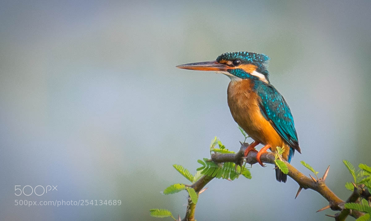 Nikon D5300 sample photo. Common kingfisher photography