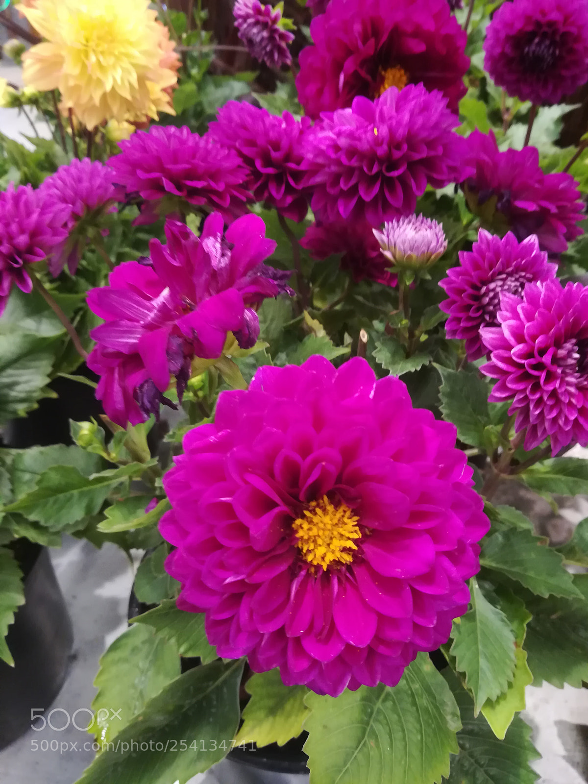HUAWEI P10 lite sample photo. Untitled photography