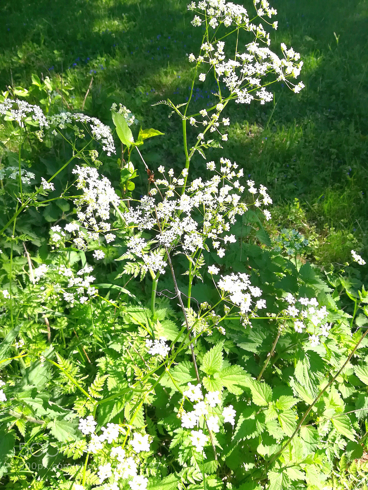 HUAWEI P10 lite sample photo. Untitled photography