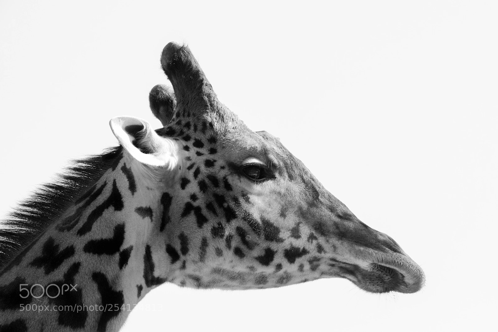 Canon EOS 5D Mark IV sample photo. Giraffe profile black and photography