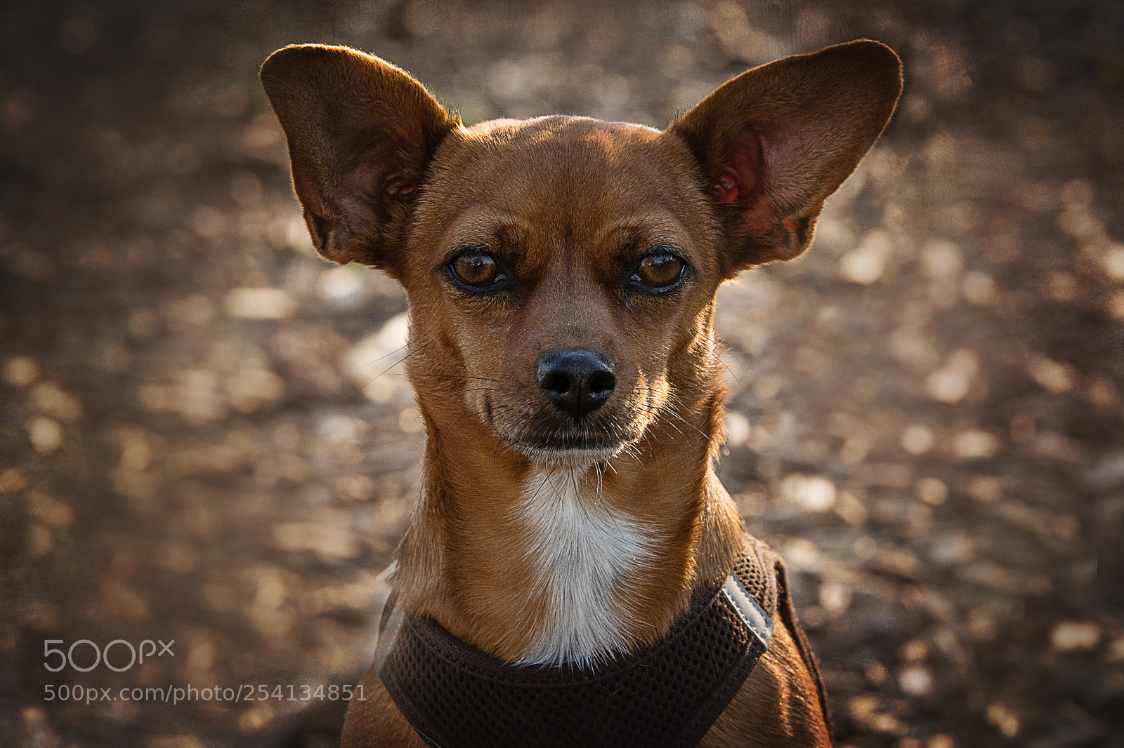 Sony ILCA-77M2 sample photo. Mini dog ally photography