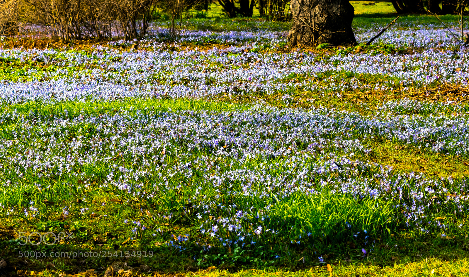 Nikon D3300 sample photo. Glade with snowdrops in photography
