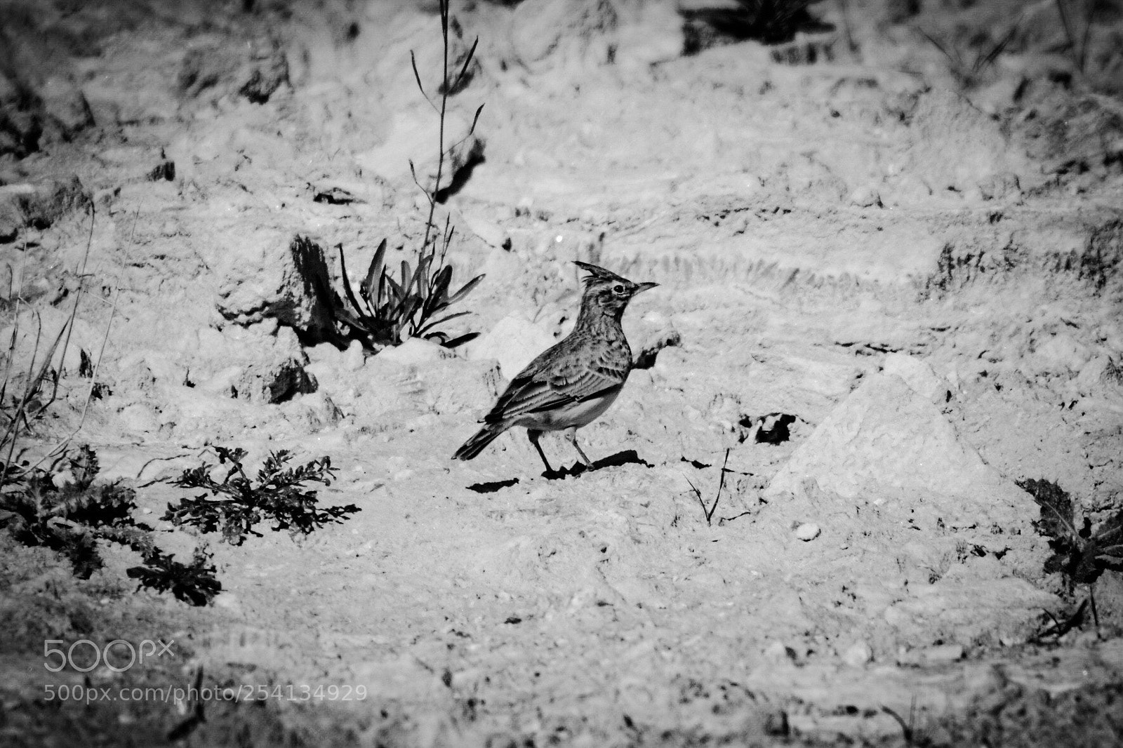 Nikon D5100 sample photo. Untitled photography