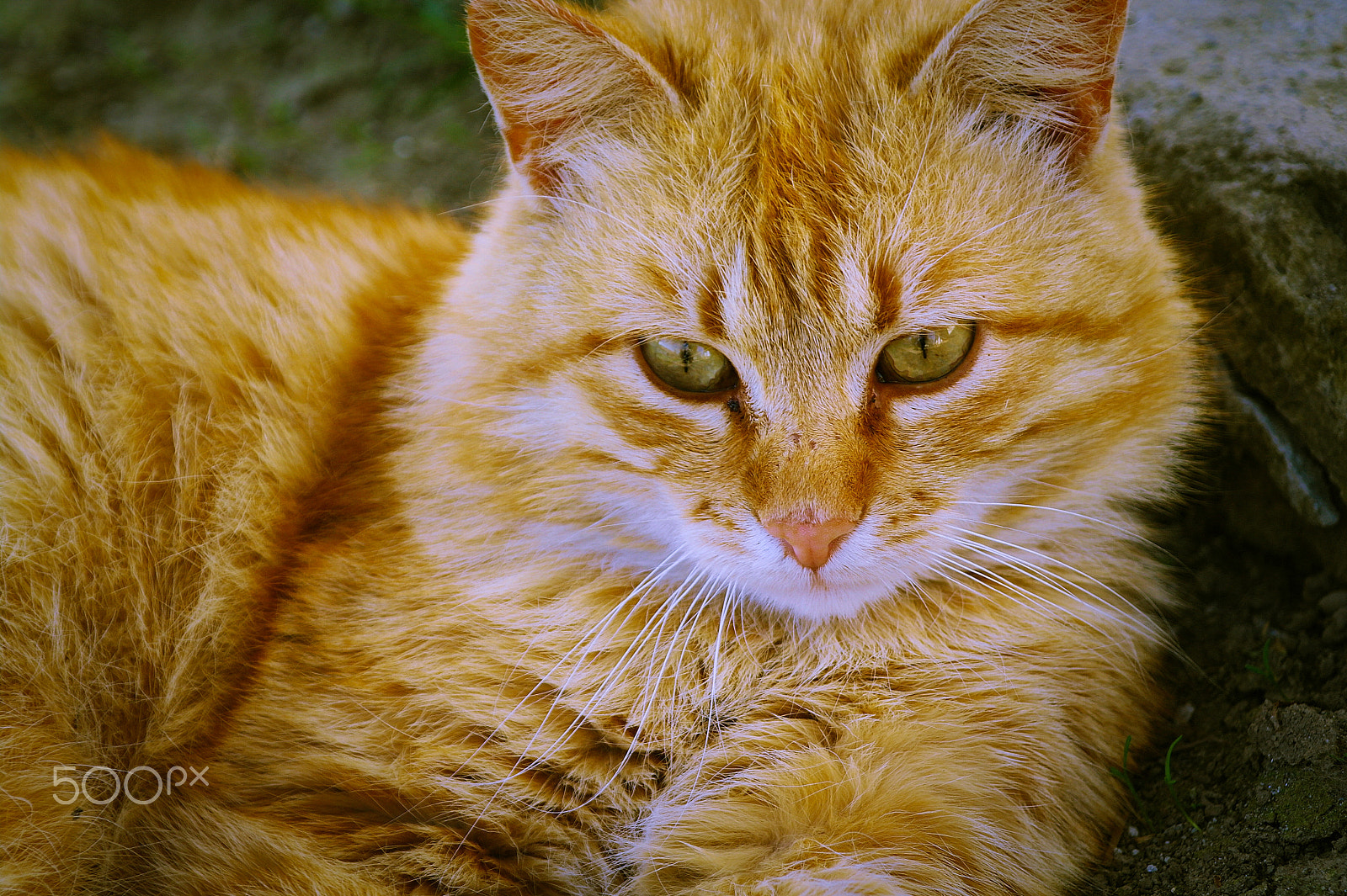 Samsung NX5 sample photo. Cat photography