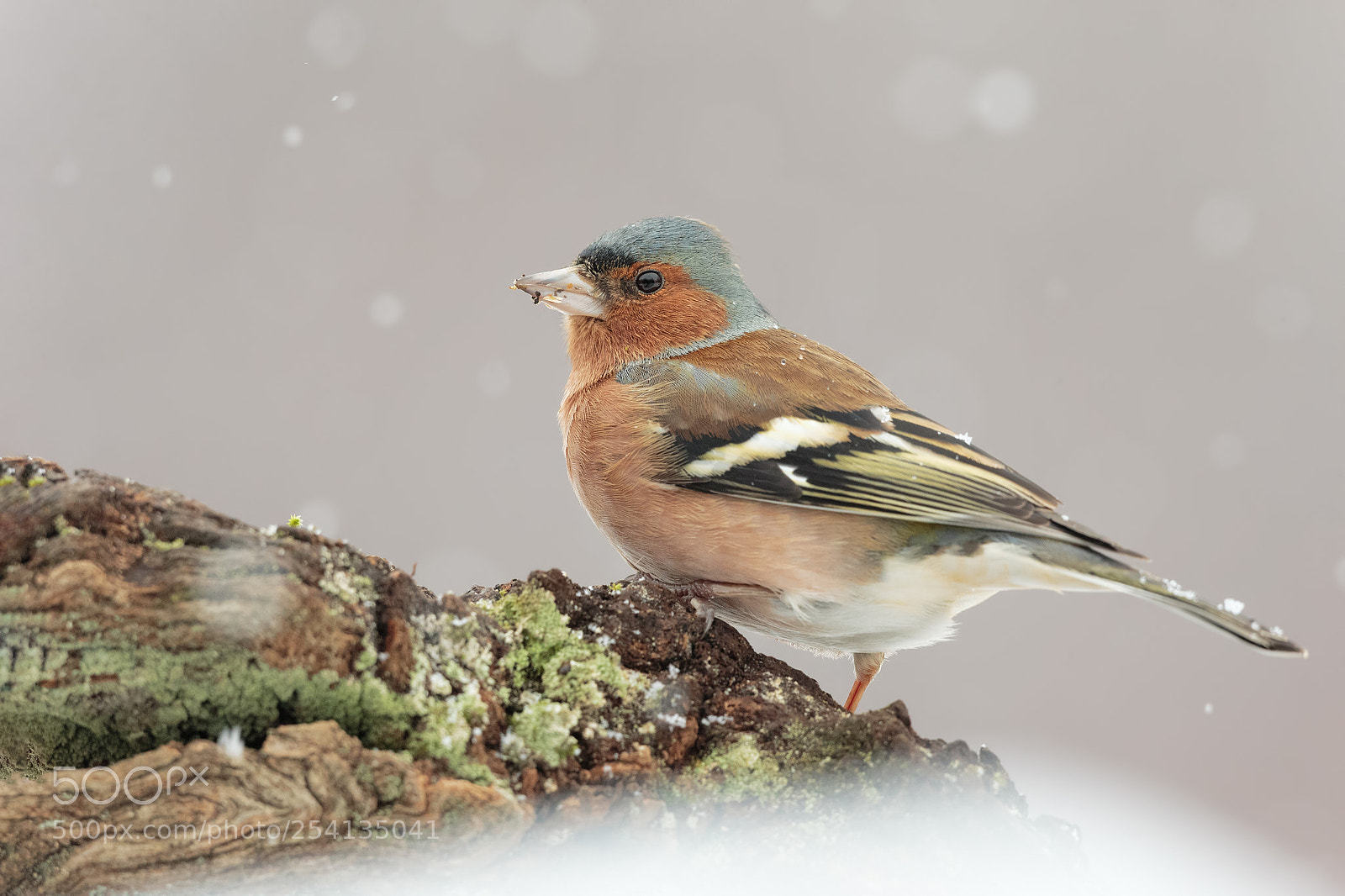 Canon EOS-1D X sample photo. Chaffinch photography