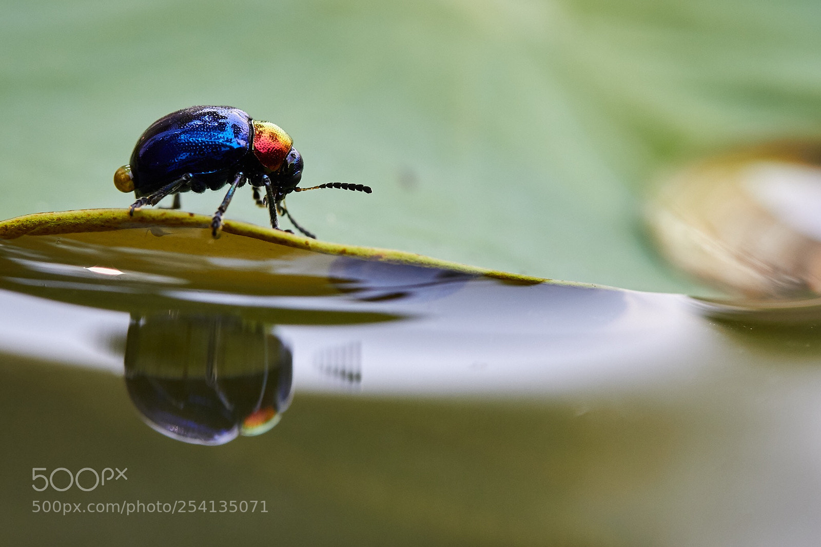 Canon EOS 60D sample photo. A bug and reflection photography