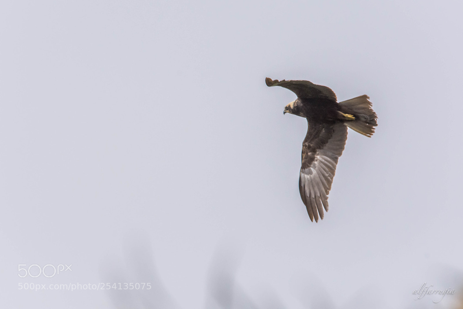 Nikon D7200 sample photo. Birds photography