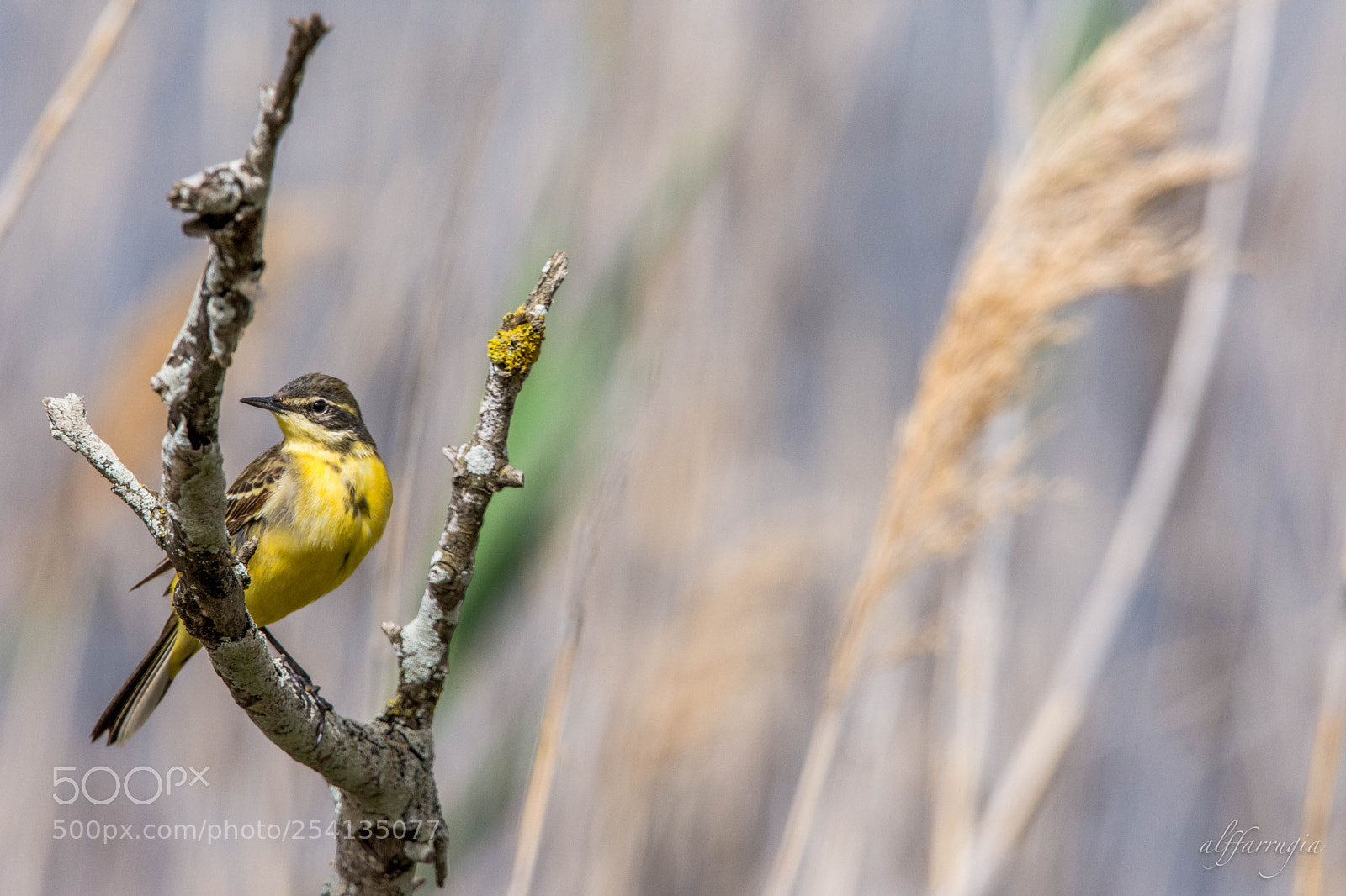 Nikon D7200 sample photo. Birds photography