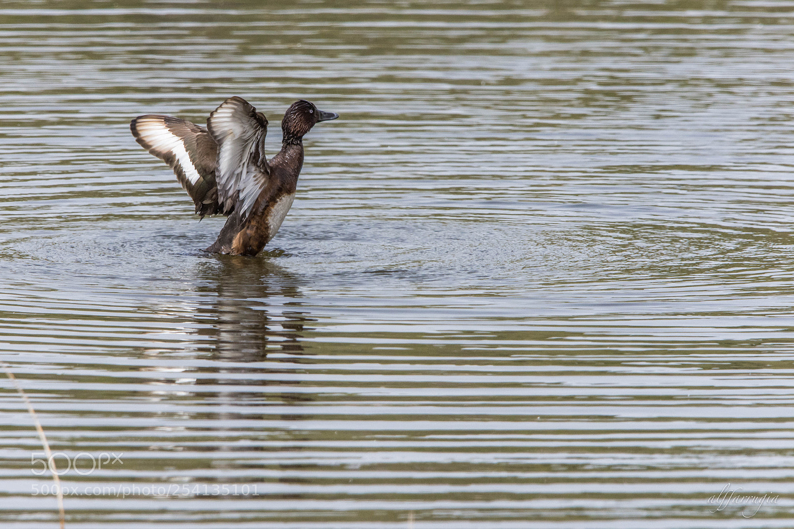 Nikon D7200 sample photo. Birds photography