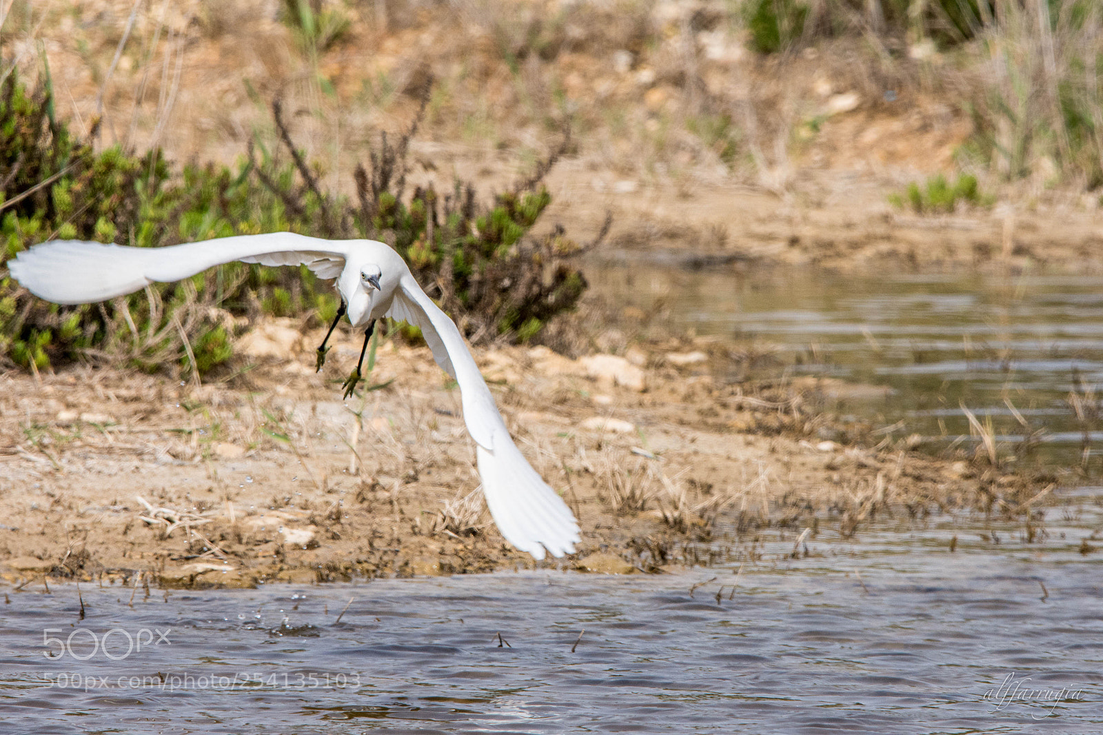 Nikon D7200 sample photo. Birds photography