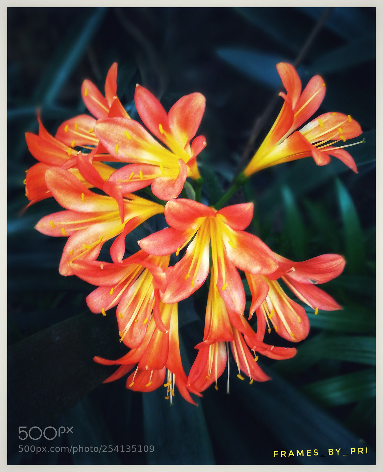 HUAWEI honor 6x sample photo. Blooming flower...!! photography