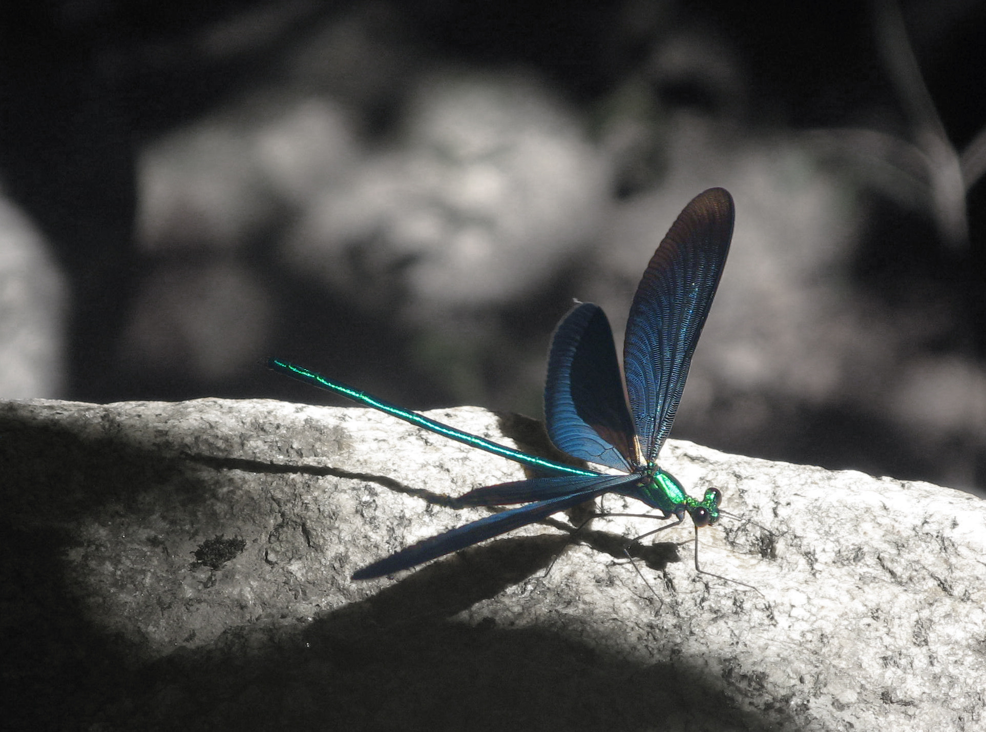 Canon POWERSHOT A700 sample photo. Dragonfly photography