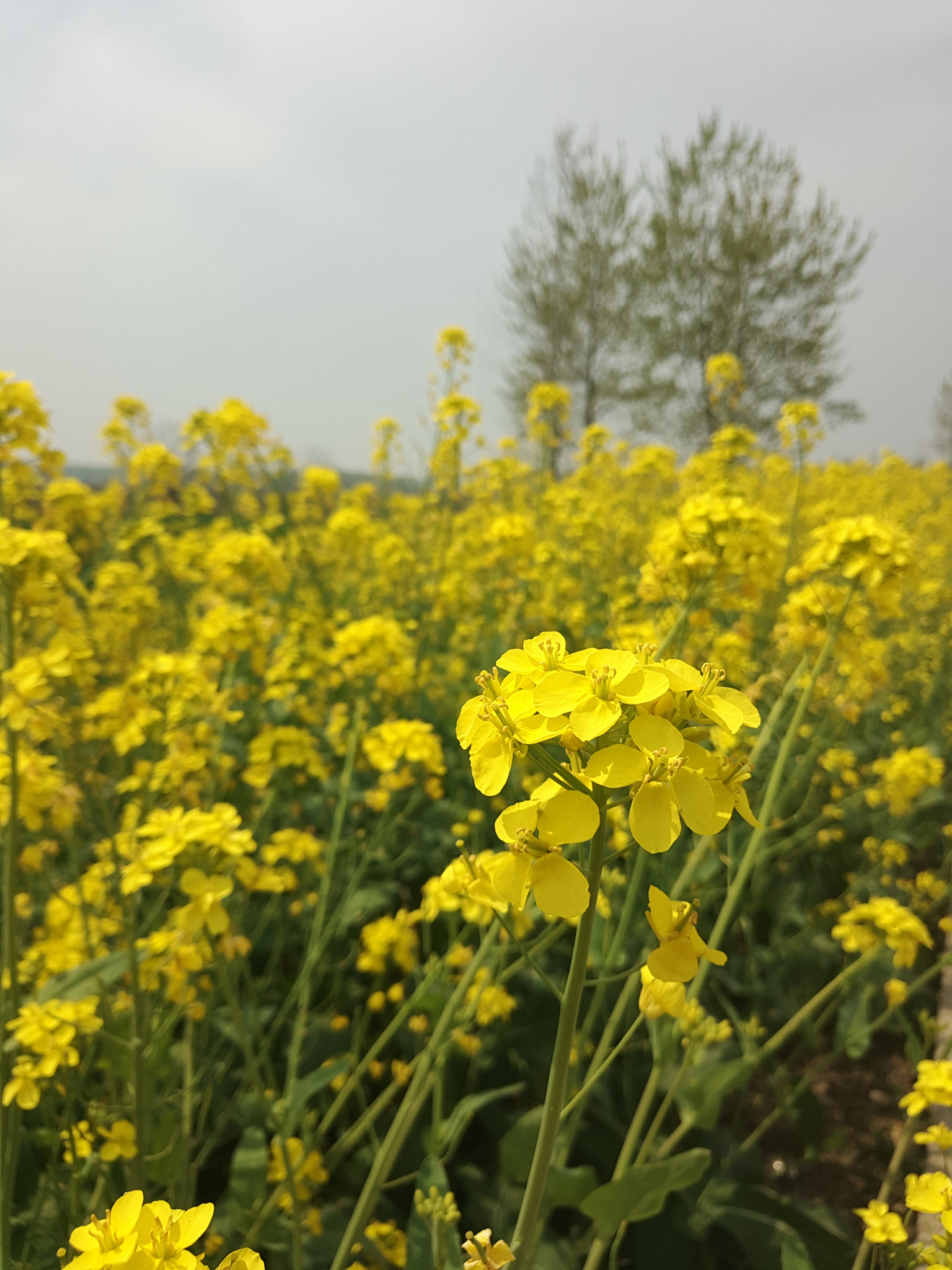Meizu PRO 6 Plus sample photo