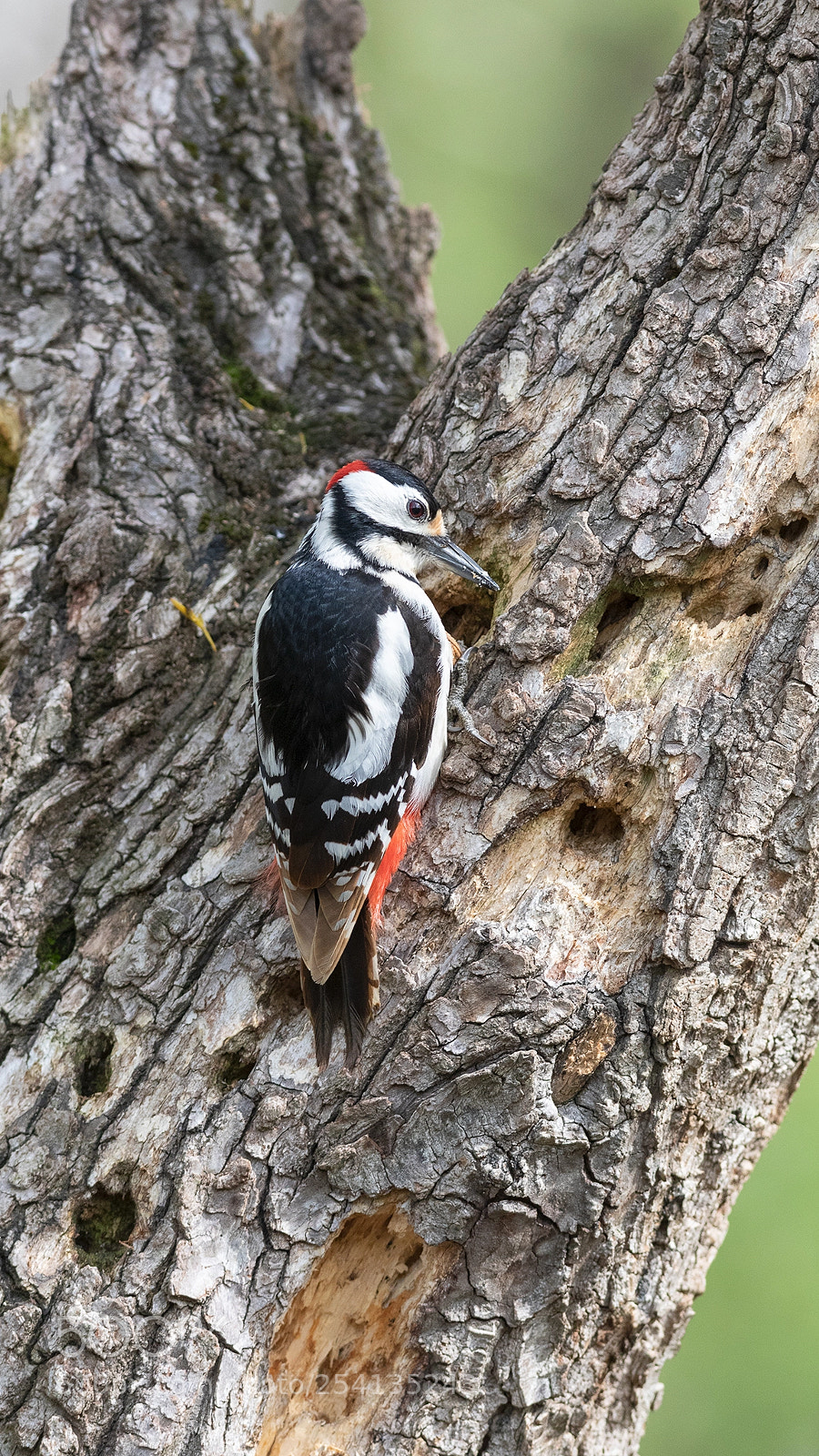 Canon EOS 5D Mark IV sample photo. Dendrocopos major photography