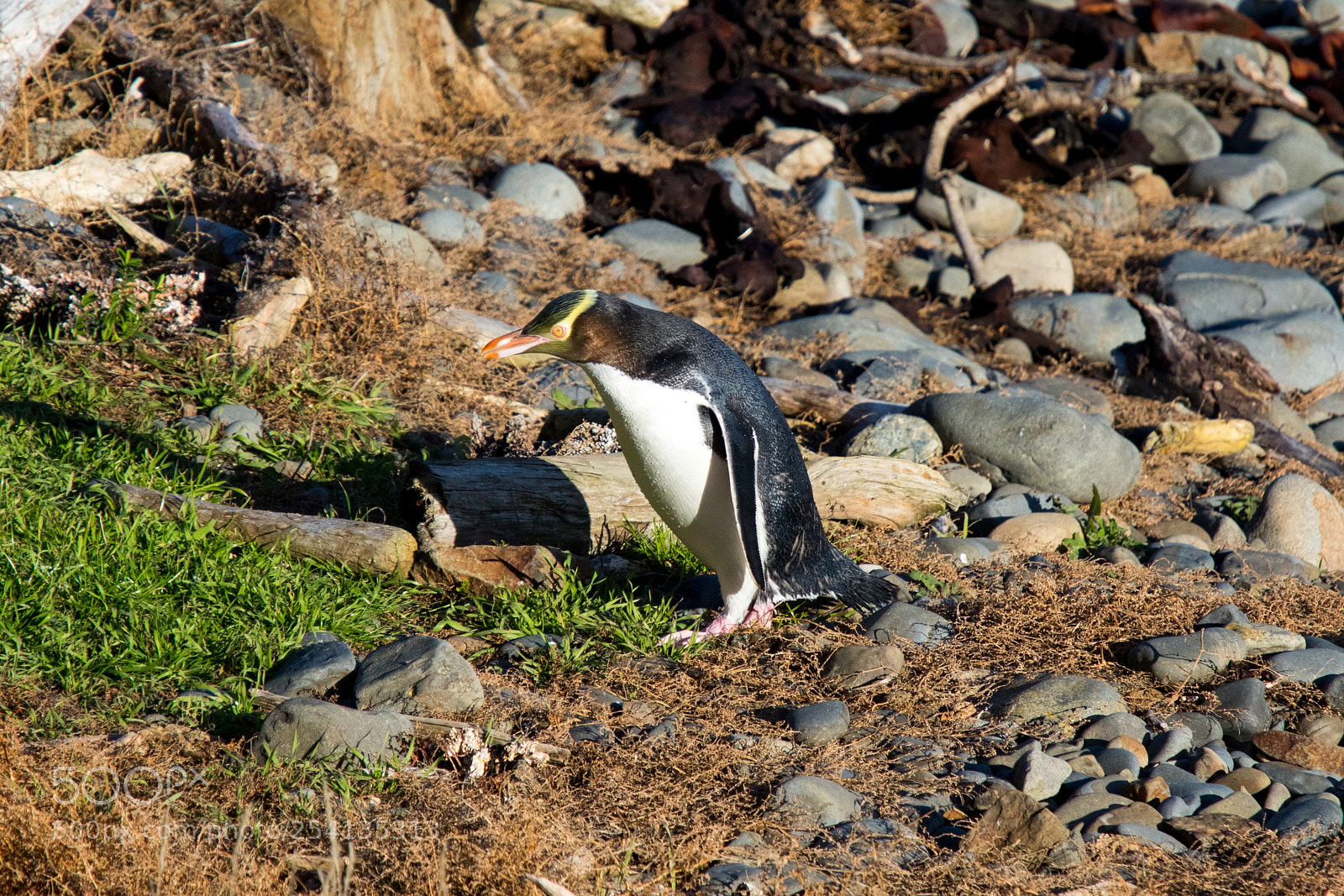 Canon EOS 7D Mark II sample photo. Yellow eyed penguin photography