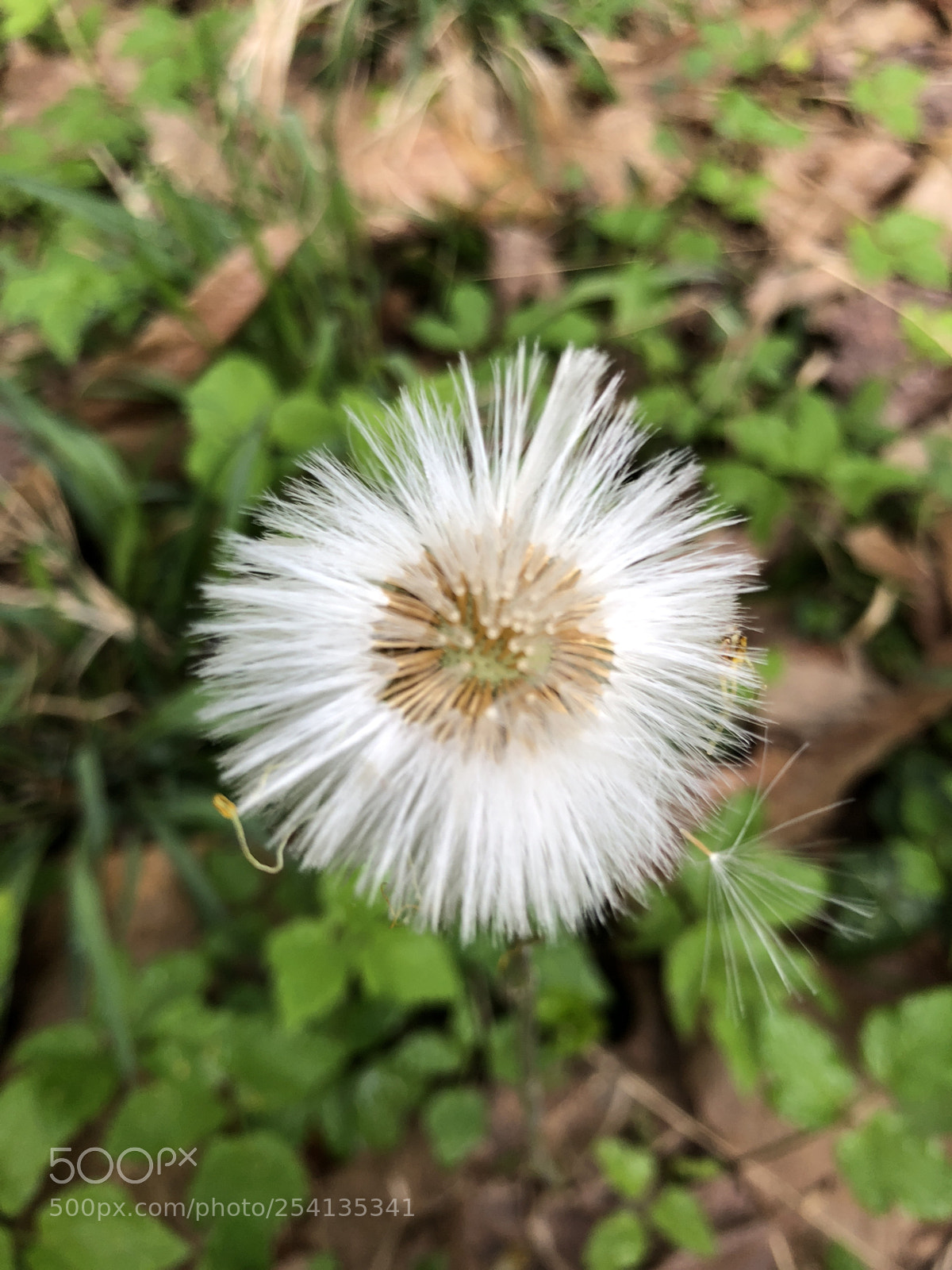 Apple iPhone 8 sample photo. Wild one photography