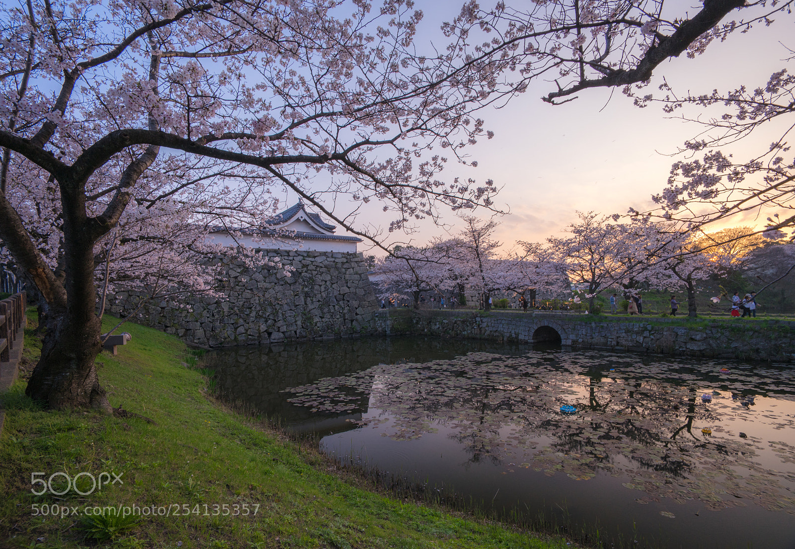 Sony a7 II sample photo. Cherry blossom in fukuoka photography