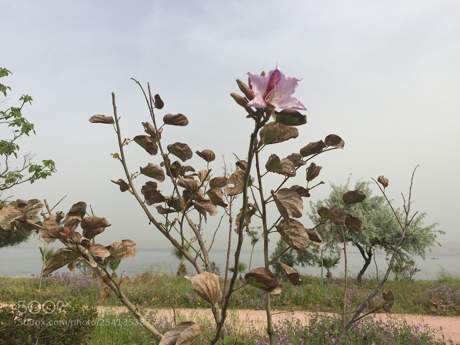 Apple iPhone 6 Plus sample photo. Untitled photography