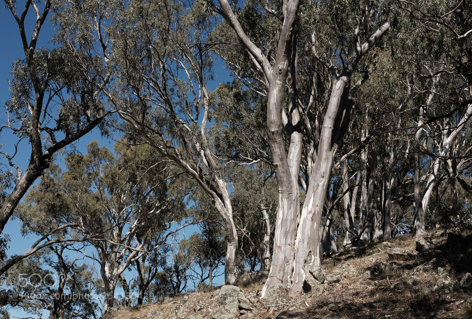 Fujifilm X-T1 sample photo. Corymbia aparrerinja - ghost photography