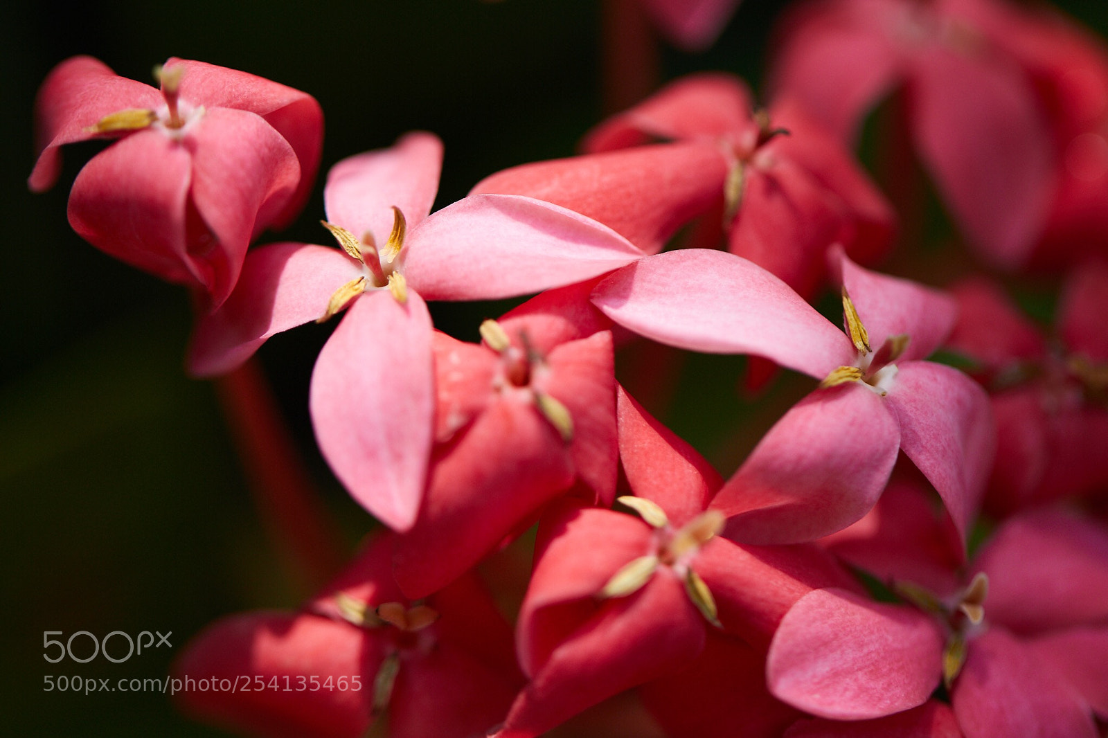 Canon EOS 60D sample photo. Untitled photography