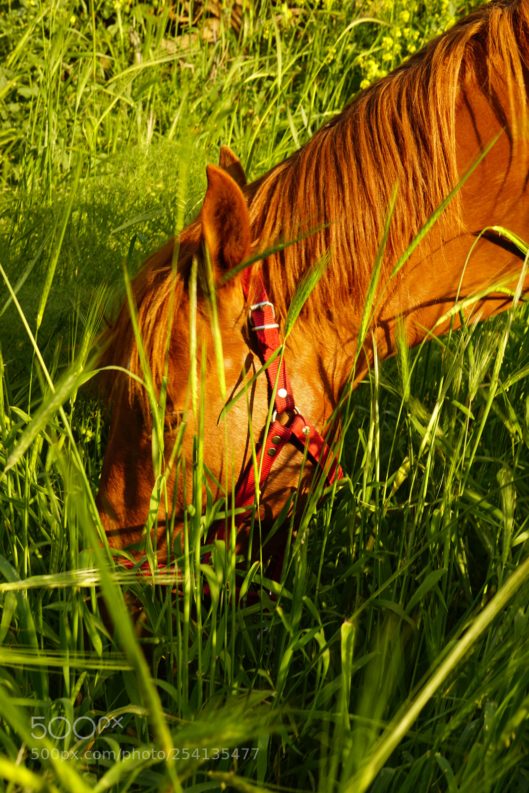 Sony a6000 sample photo. Horse eating grass photography