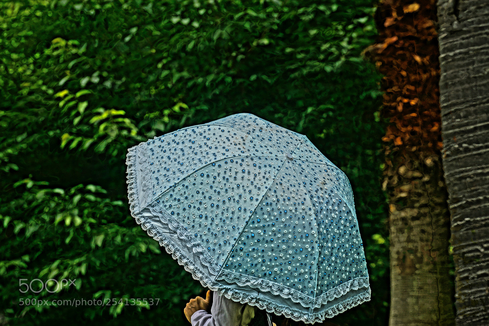 Sony a7R II sample photo. Parasol weather photography